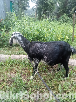 ৩ মাসের প্রেগন্যান্ট পাঠি